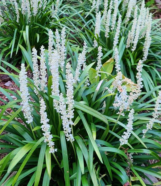 Liriope muscari 'Monroe White'